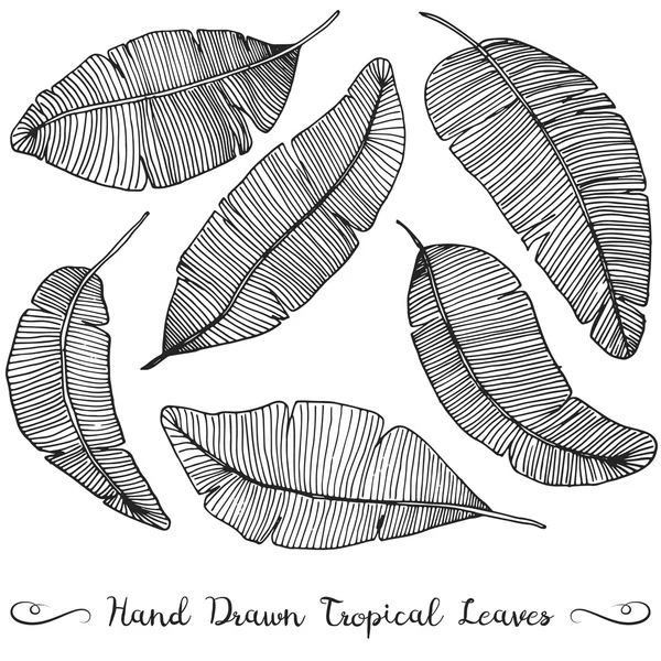 Sechs verschiedene handgezeichnete Vektorbananenblätter, isoliert auf weißer tropischer Zeichnung — Stockvektor