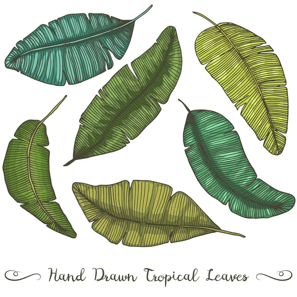 Sei diverse foglie di banana vettoriale disegnate a mano, isolate su disegno tropicale bianco — Vettoriale Stock