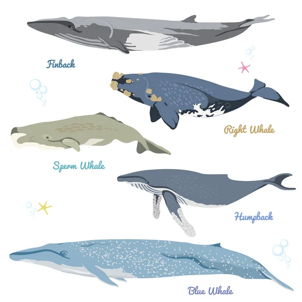 Zestaw 5 szczegółowych wielorybów ze świata realistyczne ikony wektor ilustracji to Finback, prawo wieloryba, kaszalot, Humpback, niebieski wieloryb — Wektor stockowy