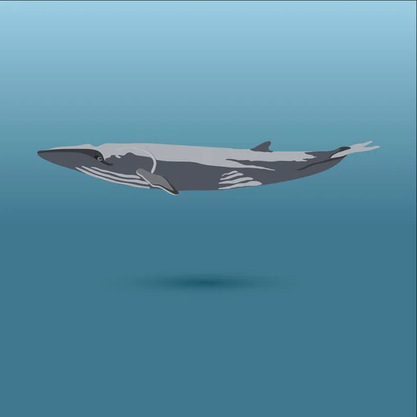 Рефлекторний кит Векторна реалістична плоска ілюстрація — стоковий вектор