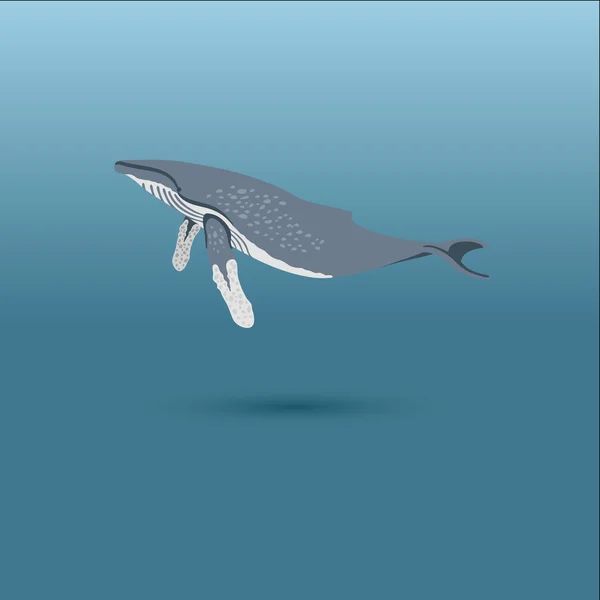 Humpback whale vector illustrazione piatta realistica — Vettoriale Stock