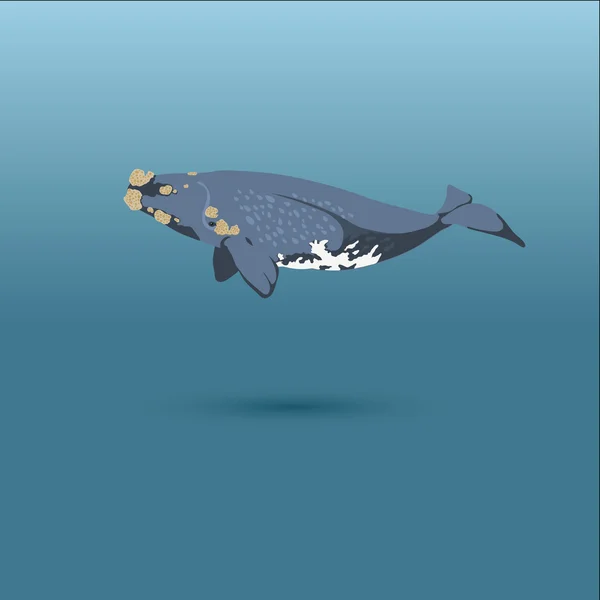 Right whale whale vector realistic flat illustration — Stock Vector