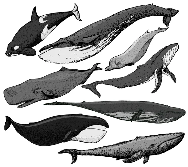 手描きクジラのセット — ストックベクタ