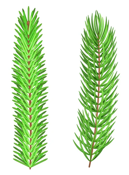 Σύνολο των δύο ματιών ρεαλιστική fir κλαδιά των δέντρων, απομονωθεί σε λευκό — Διανυσματικό Αρχείο