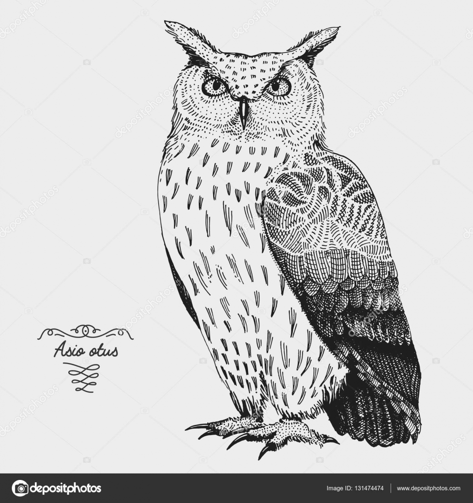 Free Vector | Realistic drawing of owl