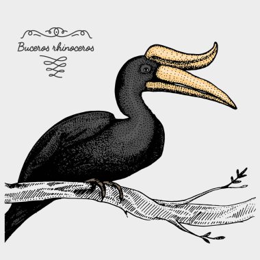 çizilmiş vektör gerçekçi kuş el, grafik stili kroki,