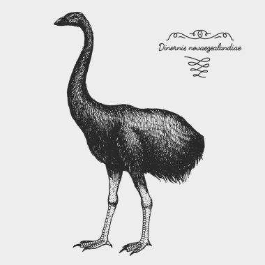 çizilmiş vektör gerçekçi kuş el, grafik stili kroki,