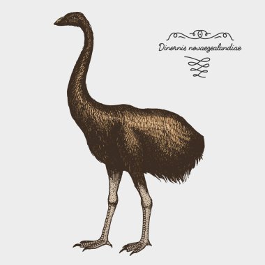 çizilmiş vektör gerçekçi kuş el, grafik stili kroki,