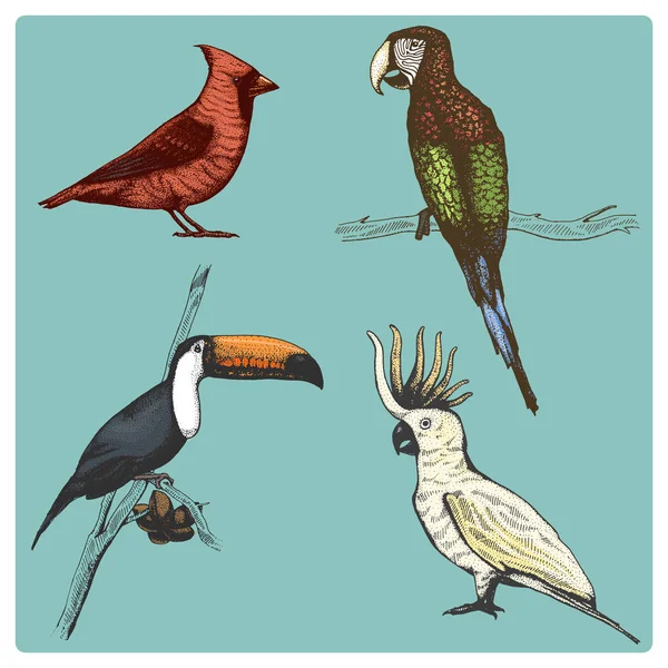 Vector dibujado a mano realista pájaro, bosquejo estilo gráfico , — Archivo Imágenes Vectoriales