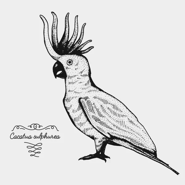 Vector dibujado a mano realista pájaro, bosquejo estilo gráfico , — Vector de stock