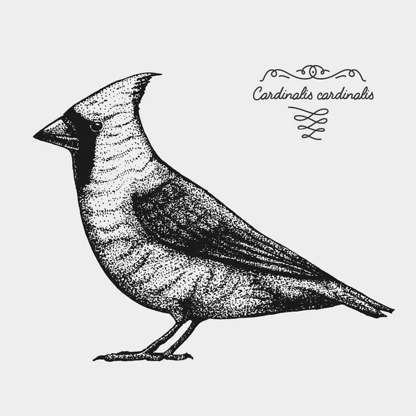 Рука намальована векторна реалістична птах, ескізний графічний стиль, червоний кардинал, кардиналізм — стоковий вектор