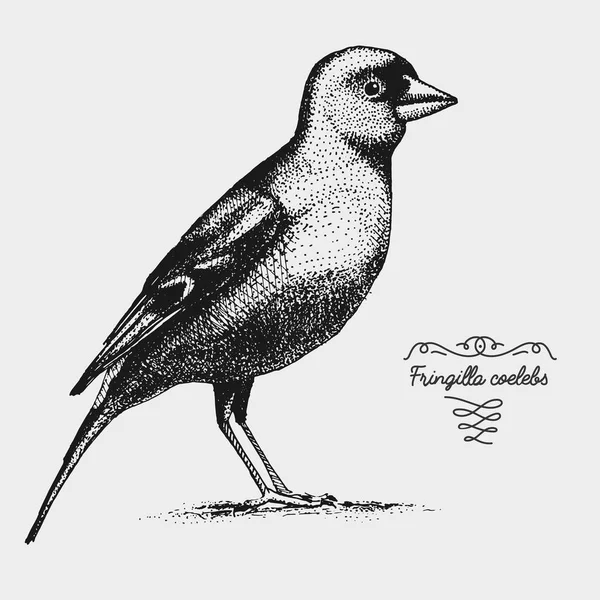 Vector dibujado a mano realista pájaro, bosquejo estilo gráfico , — Archivo Imágenes Vectoriales