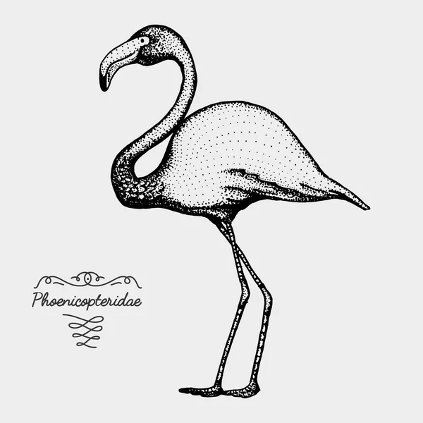 Hand getekende vector realistische vogel, schets afbeeldingsstijl, — Stockvector