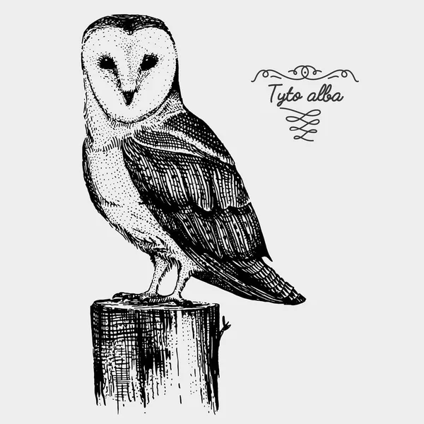 Hand getekende vector realistische vogel, afbeeldingsstijl, barn owl sketch , — Stockvector