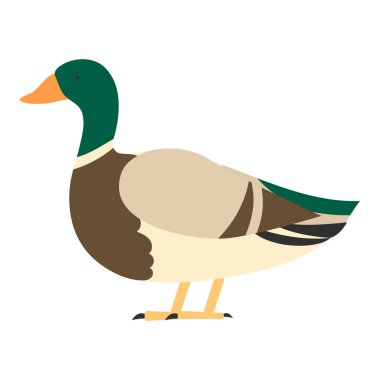 Beyaz arka plan üzerinde güzel vektör illüstrasyon izole düz kuş