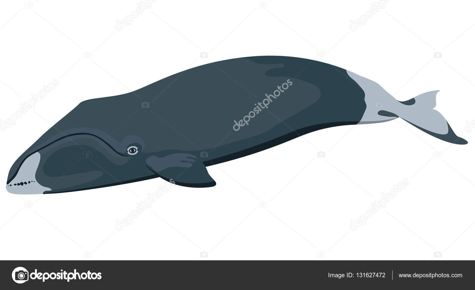 Baleine Boreale Images Vectorielles Baleine Boreale Vecteurs Libres De Droits Depositphotos