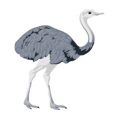 Devekuşu kuş detalised beyaz arka planda, modern karikatür tarzı kuş