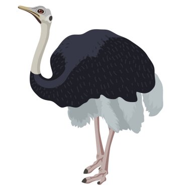 Devekuşu kuş detalised beyaz arka planda, modern karikatür tarzı kuş