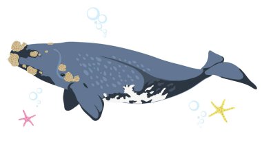 Right whale whale icon isolated on white background cartoon realistic whale clipart