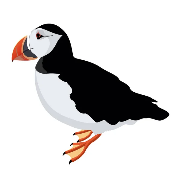 Atlantic puffin bird detalhado no fundo branco, estilo cartoon moderno — Vetor de Stock
