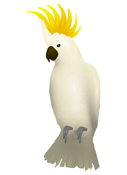 Cockatoo alba bird. Parrot character. Vector travel card. Travel to Australia. — Stock Vector