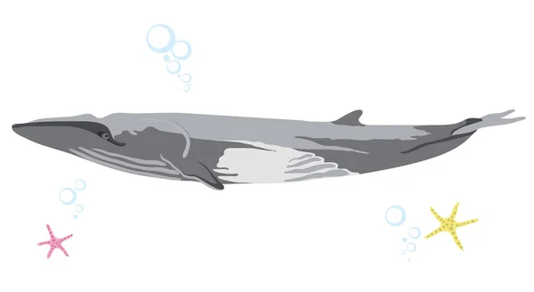 Finback baleine icône isolé sur fond blanc dessin animé baleine réaliste — Image vectorielle