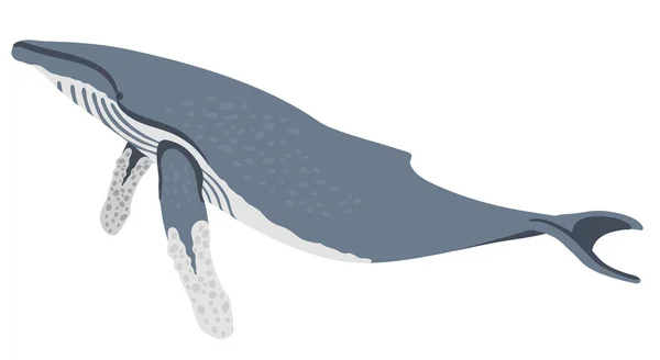 Baleine à bosse icône isolé sur fond blanc dessin animé baleine réaliste — Image vectorielle