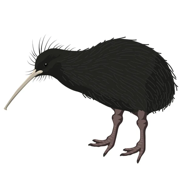 Kiwi oiseau sur fond blanc, oiseau dans le style de dessin animé moderne — Image vectorielle