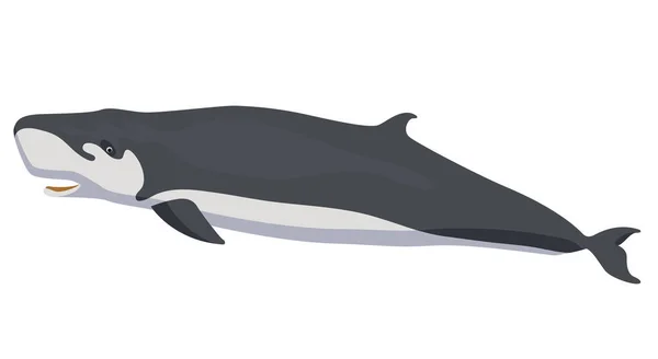 Карликовый кашалот икона кита изолированы на белом фоне мультяшный реалистичный кит — стоковый вектор