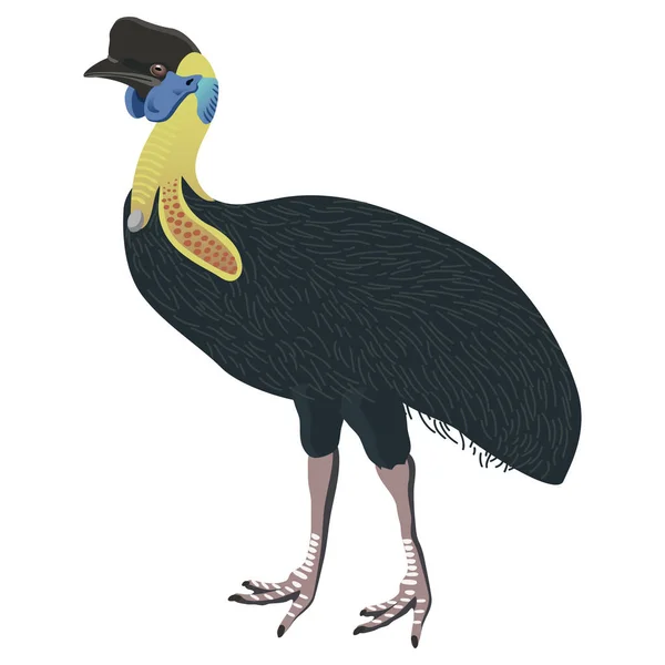 Cassowary Południowej ptaków detalised na białym tle, ptak w stylu nowoczesnym cartoon — Wektor stockowy