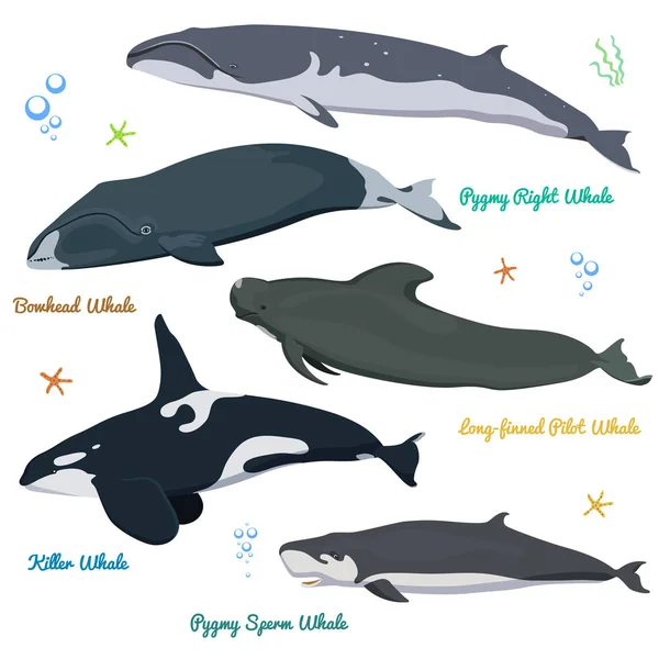 Набор китов из мира Убийца кит карликовый сперматозоид кит, Bowhead кит, карликовый правый кит, длинноплавниковый пилот кит — стоковый вектор
