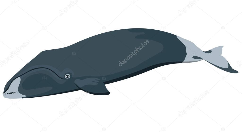 Marine icon with cartoon flat whale isolated on white