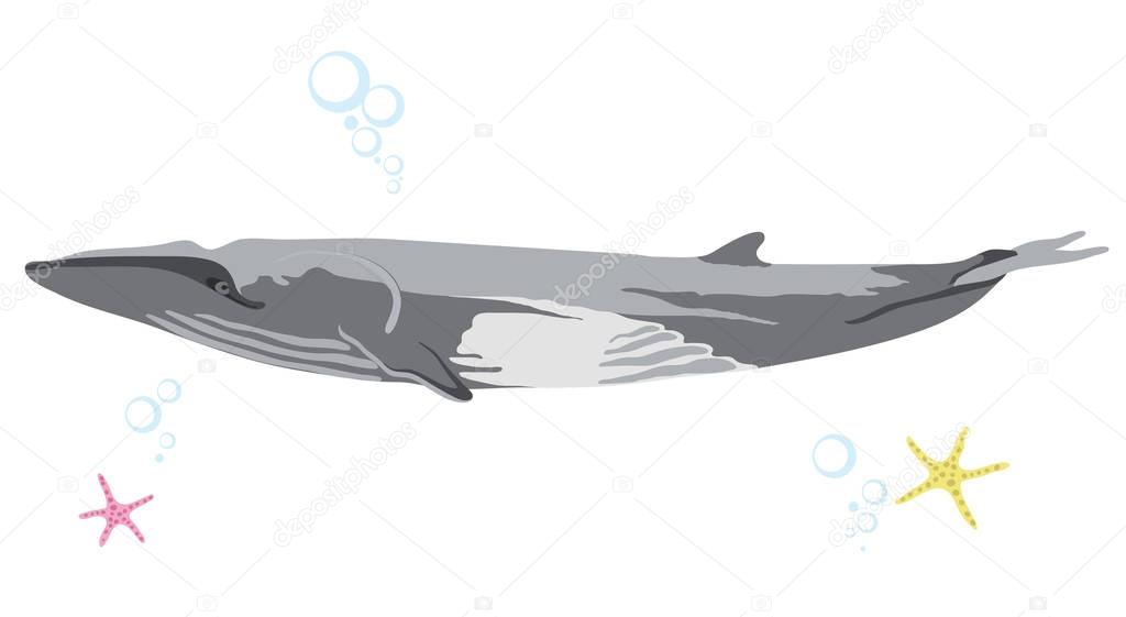 Marine icon with cartoon flat whale isolated on white