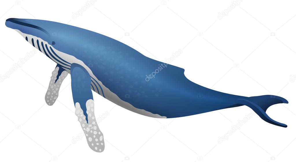 Marine icon with cartoon flat whale isolated on white