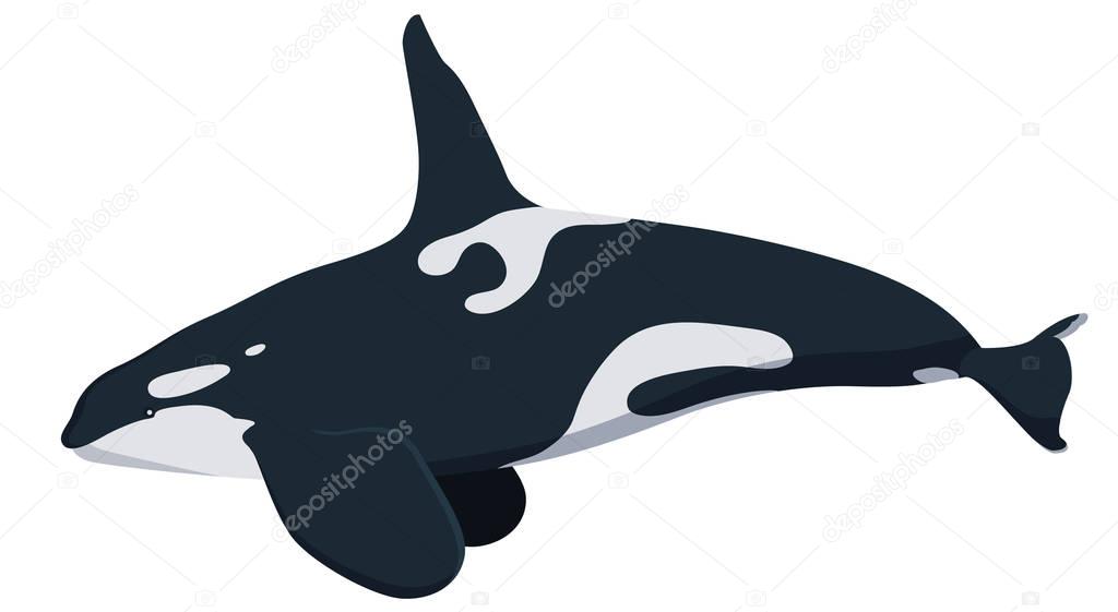 Marine icon with cartoon flat whale isolated on white