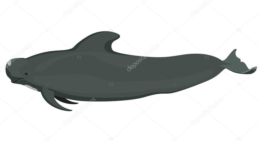Marine icon with cartoon flat whale isolated on white