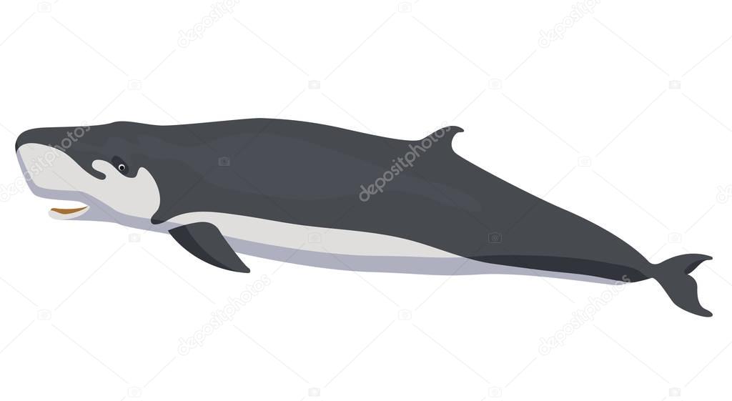 Marine icon with cartoon flat whale isolated on white