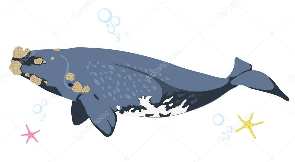 Marine icon with cartoon flat whale isolated on white