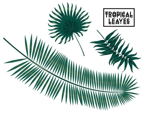 Tropische takken, bladeren op een witte achtergrond, palm bladeren van de boom geïsoleerd — Stockvector