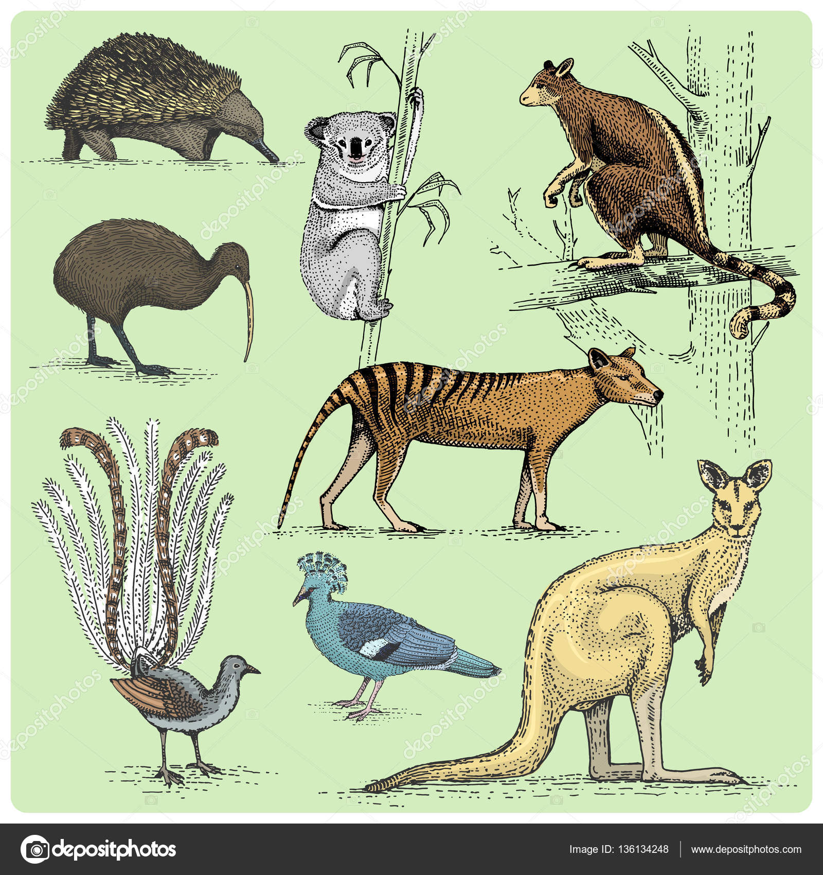 キウイ鳥ストックベクター ロイヤリティフリーキウイ鳥イラスト キウイ鳥ストックベクター ロイヤリティフリーキウイ鳥イラスト