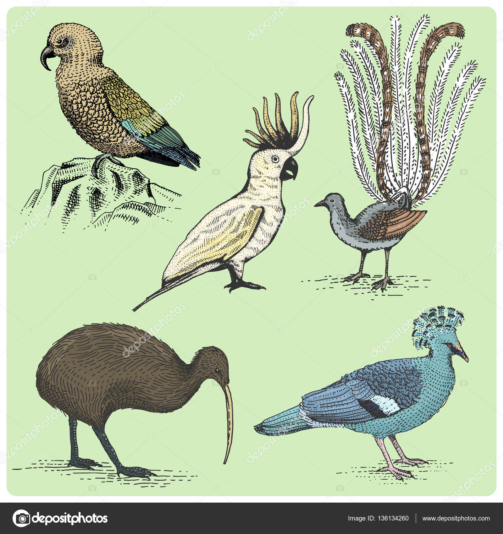 Set of australian birds engraved, hand drawn in woodcut scratchboard style, vintage drawing species. Stock Vector Image by #136134260
