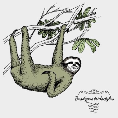 pale throated sloth engraved, hand drawn vector illustration in woodcut scratchboard style, vintage drawing species. clipart