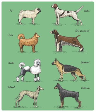 köpek doğurmak kazınmış, elle çizilmiş vektör çizim gravür scratchboard tarzı, vintage tür çizim.