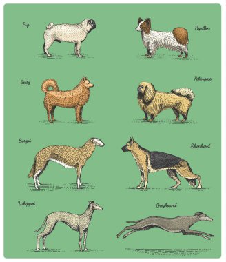 köpek doğurmak kazınmış, elle çizilmiş vektör çizim gravür scratchboard tarzı, vintage tür çizim.