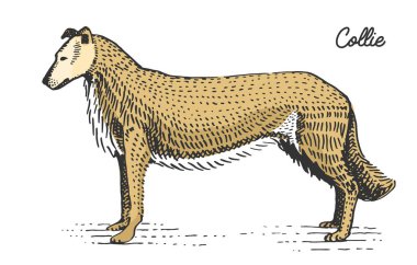 köpek doğurmak kazınmış, elle çizilmiş vektör çizim gravür scratchboard tarzı, vintage türler.