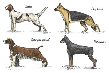 köpek doğurmak kazınmış, elle çizilmiş vektör çizim gravür scratchboard tarzı, vintage tür çizim.