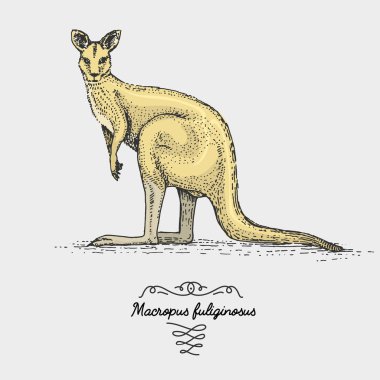 Batı gri kanguru kazınmış, elle çizilmiş vektör çizim gravür scratchboard tarzı, vintage tür çizim.