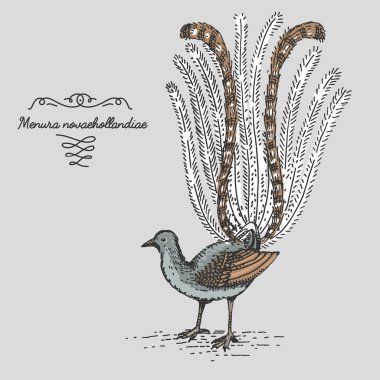 Lyrebird kazınmış, elle çizilmiş vektör çizim gravür scratchboard tarzı, vintage tür çizim.
