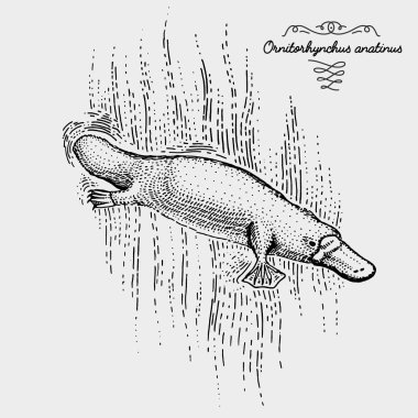 Platypus kazınmış, elle çizilmiş vektör çizim gravür scratchboard tarzı, vintage tür çizim.
