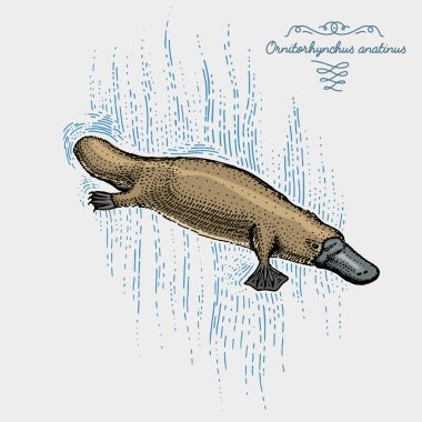 Platypus kazınmış, elle çizilmiş vektör çizim gravür scratchboard tarzı, vintage tür çizim.